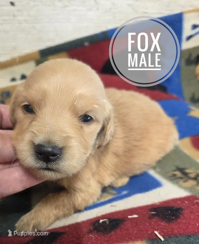 Fox – Miniature Golden Retriever puppy for sale in Knoxville, IA