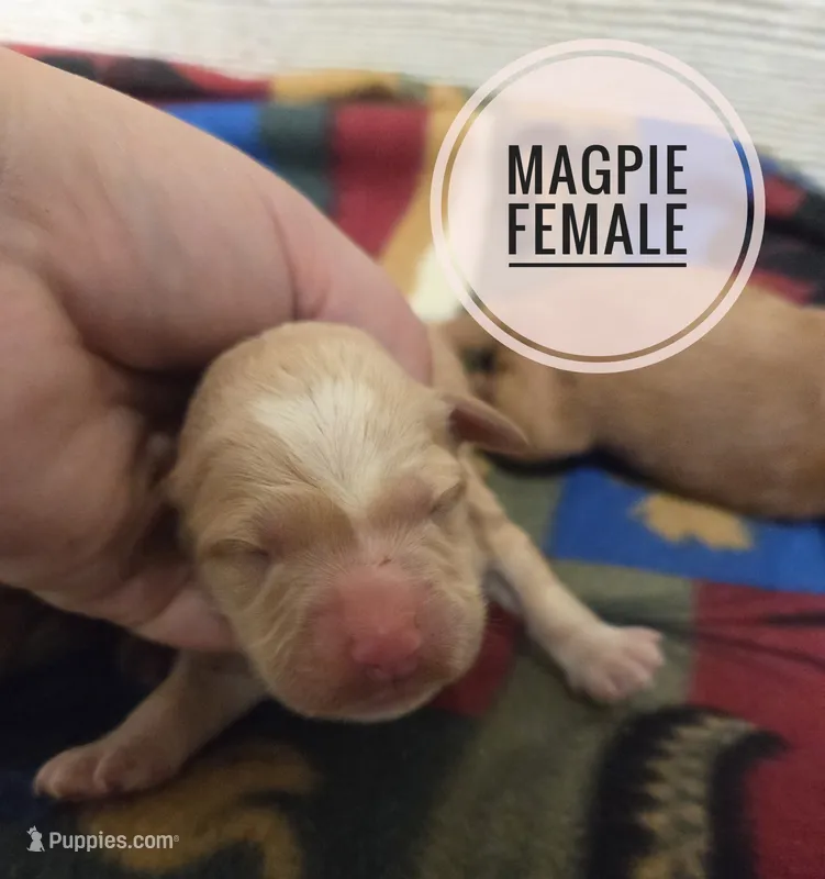 Magpie – Miniature Golden Retriever puppy for sale in Knoxville, IA