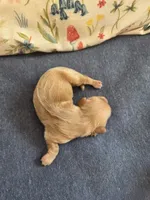 Waffles, a female Miniature Dachshund for sale in Knoxville, IA – Photo 2 of 3