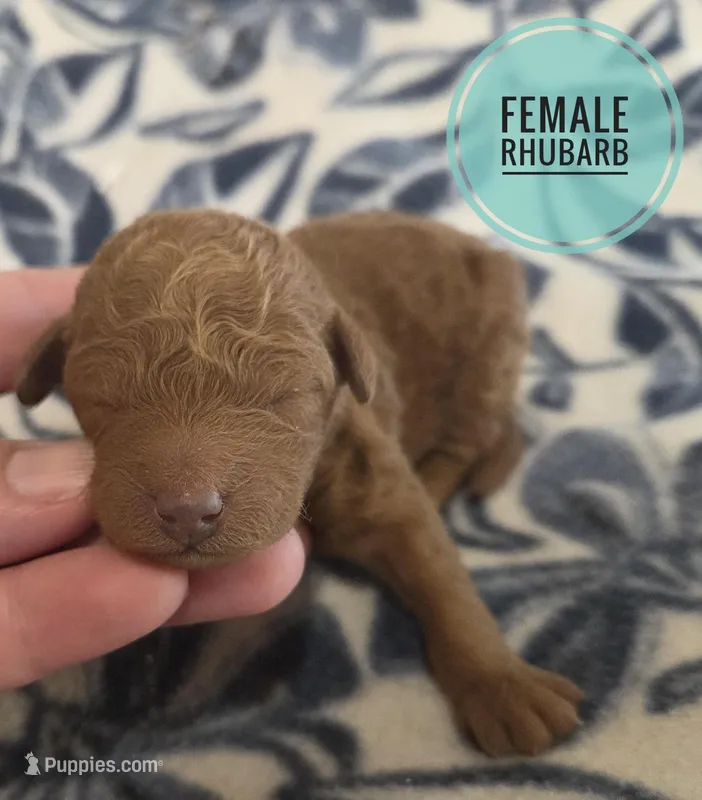 Rhubarb moyen size  – Poodle - Standard  puppy for sale in Knoxville, IA