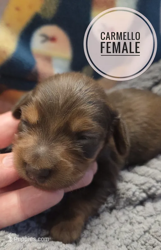 Carmello long-haired  – Miniature Dachshund puppy for sale in Knoxville, IA