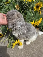 Kingston , a male Poodle - Miniature  for sale in Knoxville, IA – 3 of 3