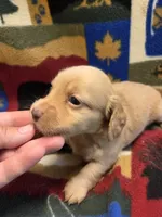 Blondie long-haired , a female Miniature Dachshund for sale in Knoxville, IA – 3 of 4