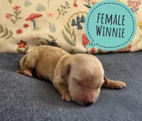 Winne, a female Miniature Dachshund for sale in Knoxville, IA – Photo 1 of 3