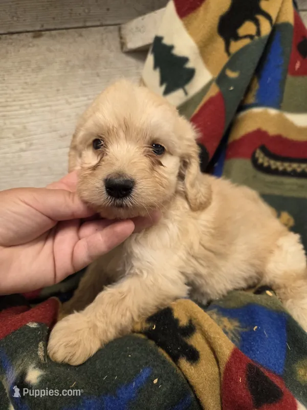 Enid – Doxiepoo puppy on hold in Knoxville, IA