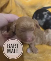 Bart, a male Miniature Aussiedoodle for sale in Knoxville, IA – 1 of 2