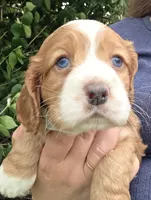 Ted two blue eyes!, a male Cocker Spaniel for sale in Knoxville, IA – 1 of 3