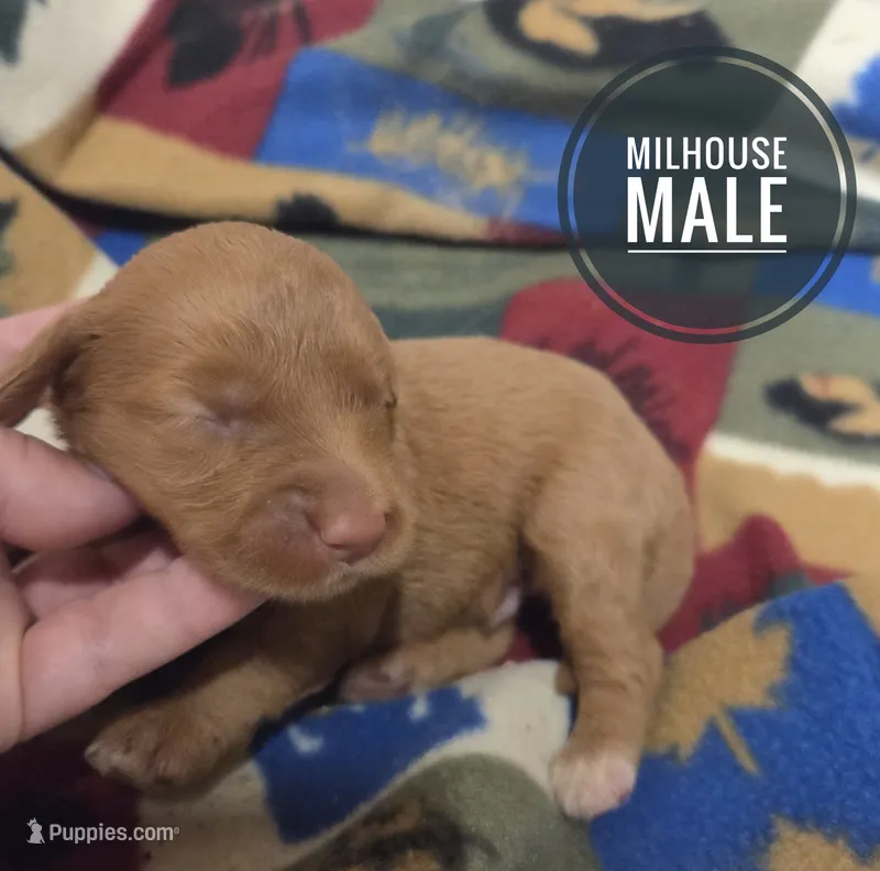 Milhouse – Miniature Aussiedoodle puppy for sale in Knoxville, IA