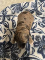 Sage, a male Miniature Aussiedoodle for sale in Knoxville, IA – Photo 2 of 3