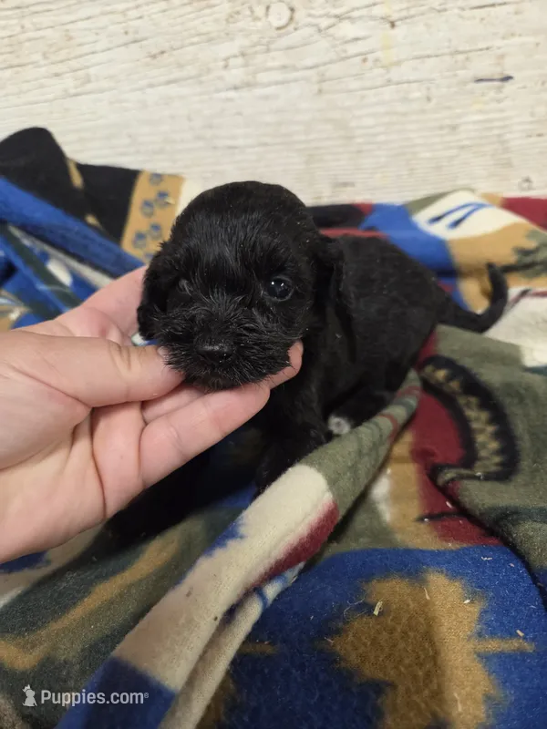 Mortitia – Doxiepoo puppy for sale in Knoxville, IA