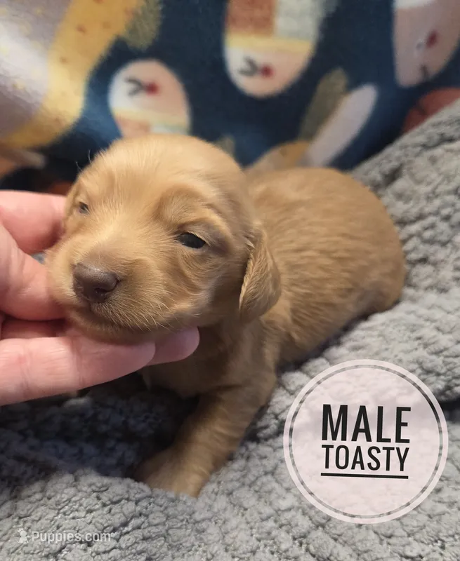 Toasty long-haired  – Miniature Dachshund puppy for sale in Knoxville, IA
