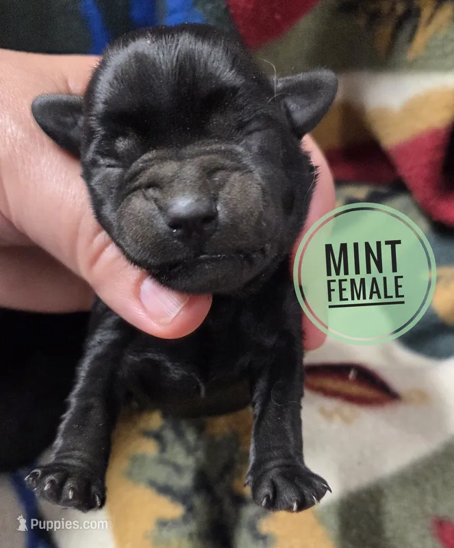 Mint – Miniature Schnauzer puppy for sale in Knoxville, IA