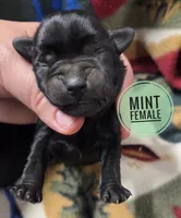 Mint, a female Miniature Schnauzer for sale in Knoxville, IA – 1 of 3