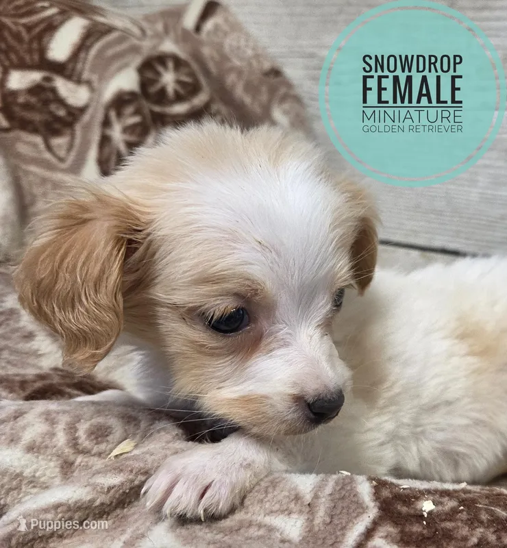 Snowdrop micro mini – Miniature Golden Retriever puppy for sale in Knoxville, IA