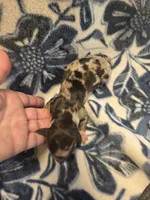 Pumpkin long-haired , a female Miniature Dachshund for sale in Knoxville, IA – 3 of 3