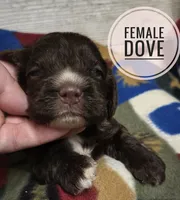 Dove, a female Cocker Spaniel for sale in Knoxville, IA – 2 of 2