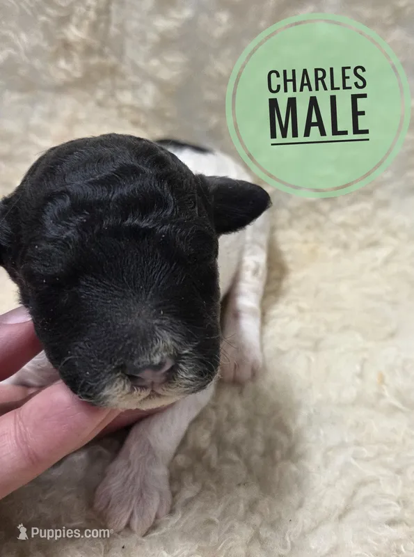 Charles – Poodle - Miniature  puppy for sale in Knoxville, IA