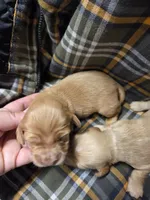 Frank long-haired , a male Miniature Dachshund for sale in Knoxville, IA – 2 of 2