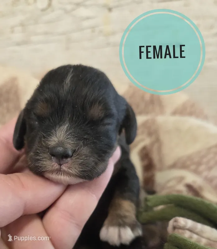 Starlight  – Cocker Spaniel puppy for sale in Knoxville, IA