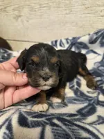 Starlight , a female Cocker Spaniel for sale in Knoxville, IA – 2 of 2