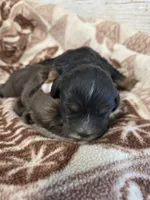 Starlight , a female Cocker Spaniel for sale in Knoxville, IA – Photo 2 of 2