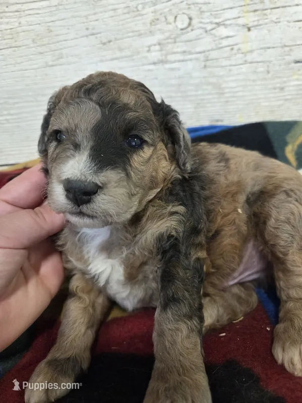 Sage – Miniature Aussiedoodle puppy for sale in Knoxville, IA