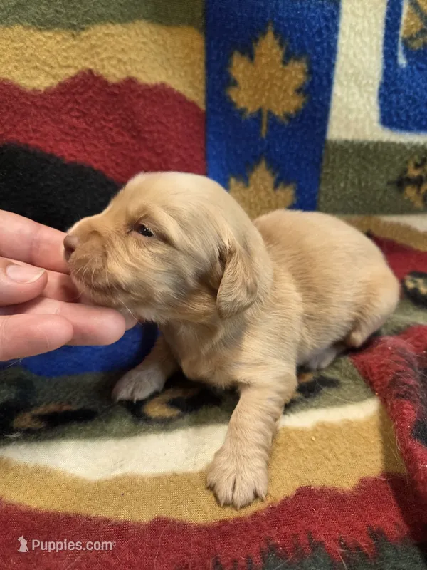 Burrito Long-haired  – Miniature Dachshund puppy for sale in Knoxville, IA