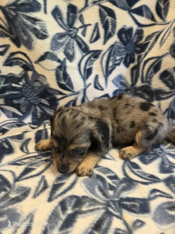 Snickers long-haired  – Miniature Dachshund puppy for sale in Knoxville, IA