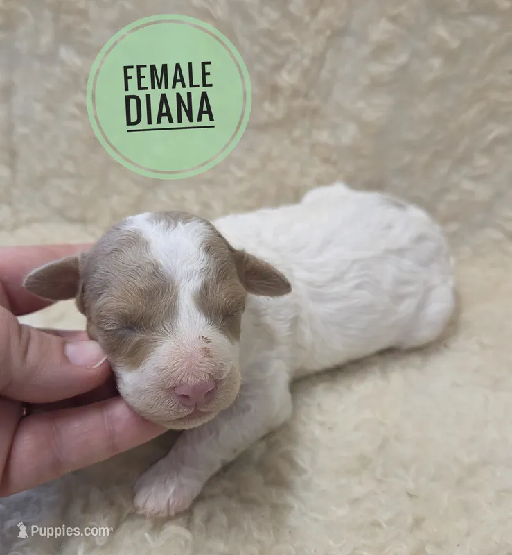 Diana  – Poodle - Miniature  puppy for sale in Knoxville, IA