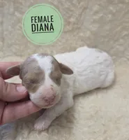 Diana , a female Poodle - Miniature  for sale in Knoxville, IA – 1 of 1