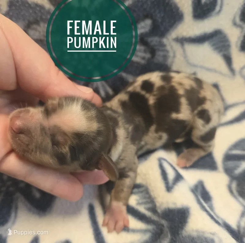 Pumpkin long-haired  – Miniature Dachshund puppy for sale in Knoxville, IA