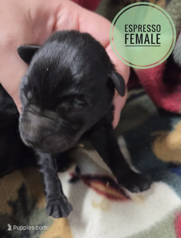 Expresso – Miniature Schnauzer puppy for sale in Knoxville, IA