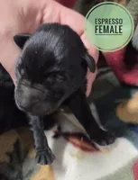 Expresso, a female Miniature Schnauzer for sale in Knoxville, IA – 1 of 3