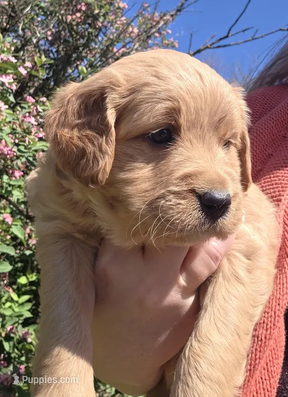 Zelda, a female Miniature Golden Retriever for sale in Knoxville, IA – Photo 1 of 1