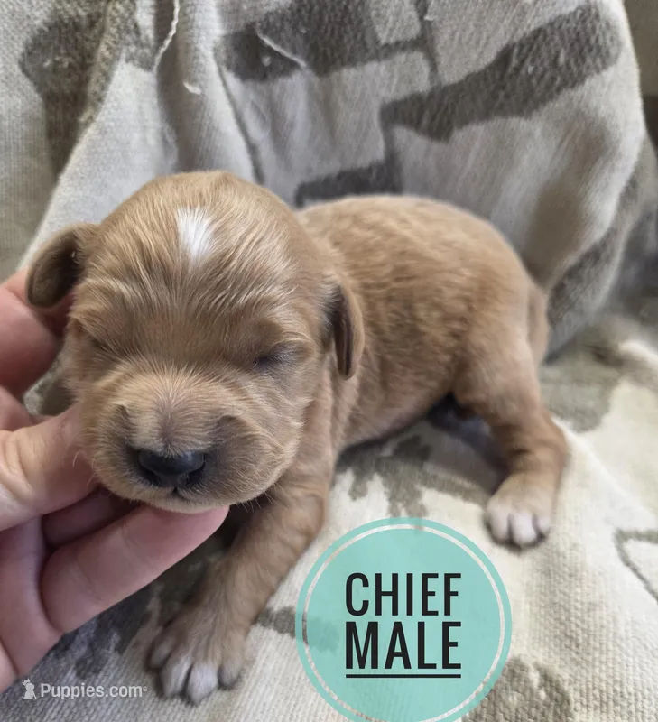 Chief  – Miniature Golden Retriever puppy on hold in Knoxville, IA