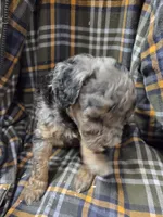 Bluey, a male Poodle - Miniature  for sale in Knoxville, IA – 4 of 4
