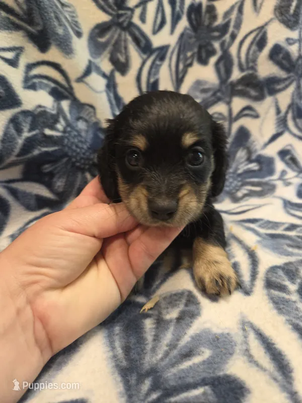 Donut long-haired  – Miniature Dachshund puppy for sale in Knoxville, IA
