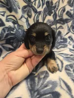 Donut long-haired , a female Miniature Dachshund for sale in Knoxville, IA – 2 of 4