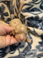 Alice , a female Cockapoo for sale in Knoxville, IA – 2 of 2