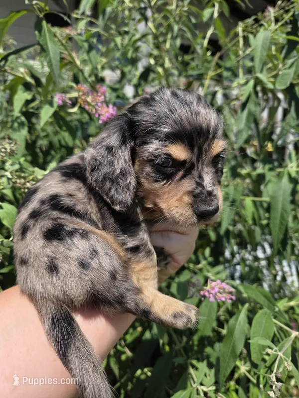 Snickers long-haired  – Miniature Dachshund puppy for sale in Knoxville, IA
