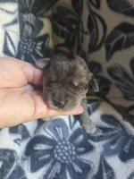Augustus, a male Miniature Schnauzer for sale in Knoxville, IA – 3 of 3