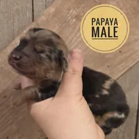 Papaya long-haired , a male Miniature Dachshund for sale in Knoxville, IA – Photo 1 of 2
