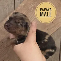 Papaya long-haired , a male Miniature Dachshund for sale in Knoxville, IA – Photo 1 of 2
