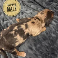 Papaya long-haired , a male Miniature Dachshund for sale in Knoxville, IA – Photo 2 of 2