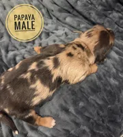 Papaya long-haired , a male Miniature Dachshund for sale in Knoxville, IA – Photo 2 of 2