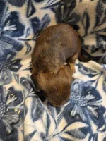 Carmello long-haired , a female Miniature Dachshund for sale in Knoxville, IA – 3 of 3
