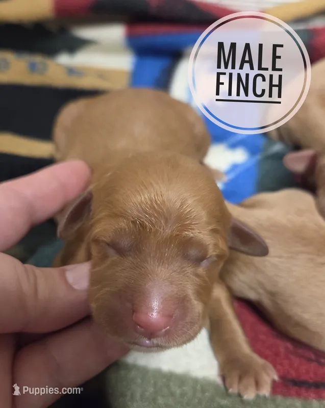 Finch  – Miniature Golden Retriever puppy for sale in Knoxville, IA