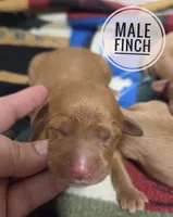 Finch , a male Miniature Golden Retriever for sale in Knoxville, IA – 1 of 1