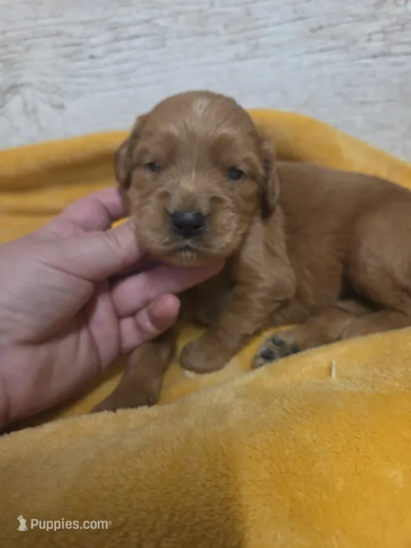 Maple  – Miniature Golden Retriever puppy for sale in Knoxville, IA