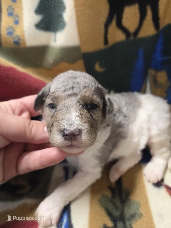 Kingston  – Poodle - Miniature  puppy for sale in Knoxville, IA